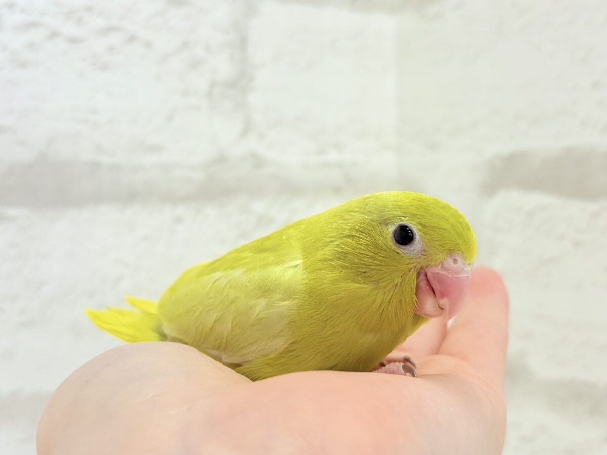 マメルリハ
