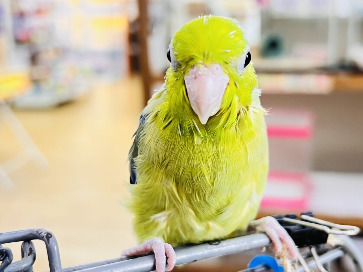 画像更新☆グリーンハート💚ｶﾞｵｶﾞｵ☆マメルリハ（グリーンパイド）の男の子‼︎