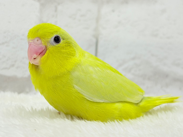 絶世の美マメがやってきた🐣🫛💖マメルリハ(アメリカンイエロー) 女の子 ヒナ