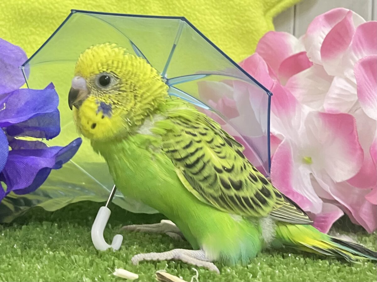 セキセイインコ