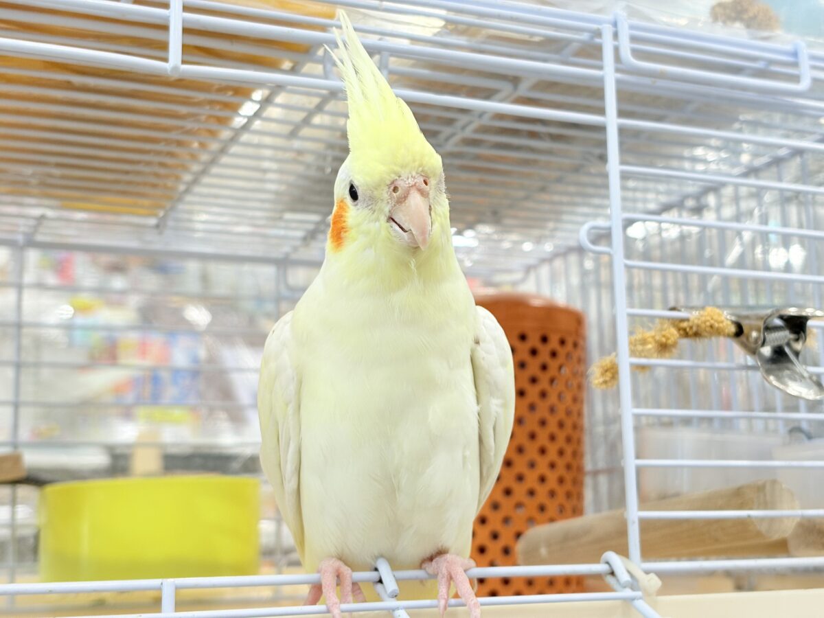 ずっしり体型の甘えん坊さん~♩♩オカメインコ(ルチノー) オカメインコ