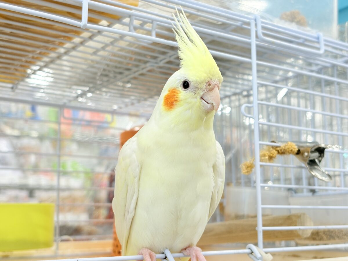 オカメインコ