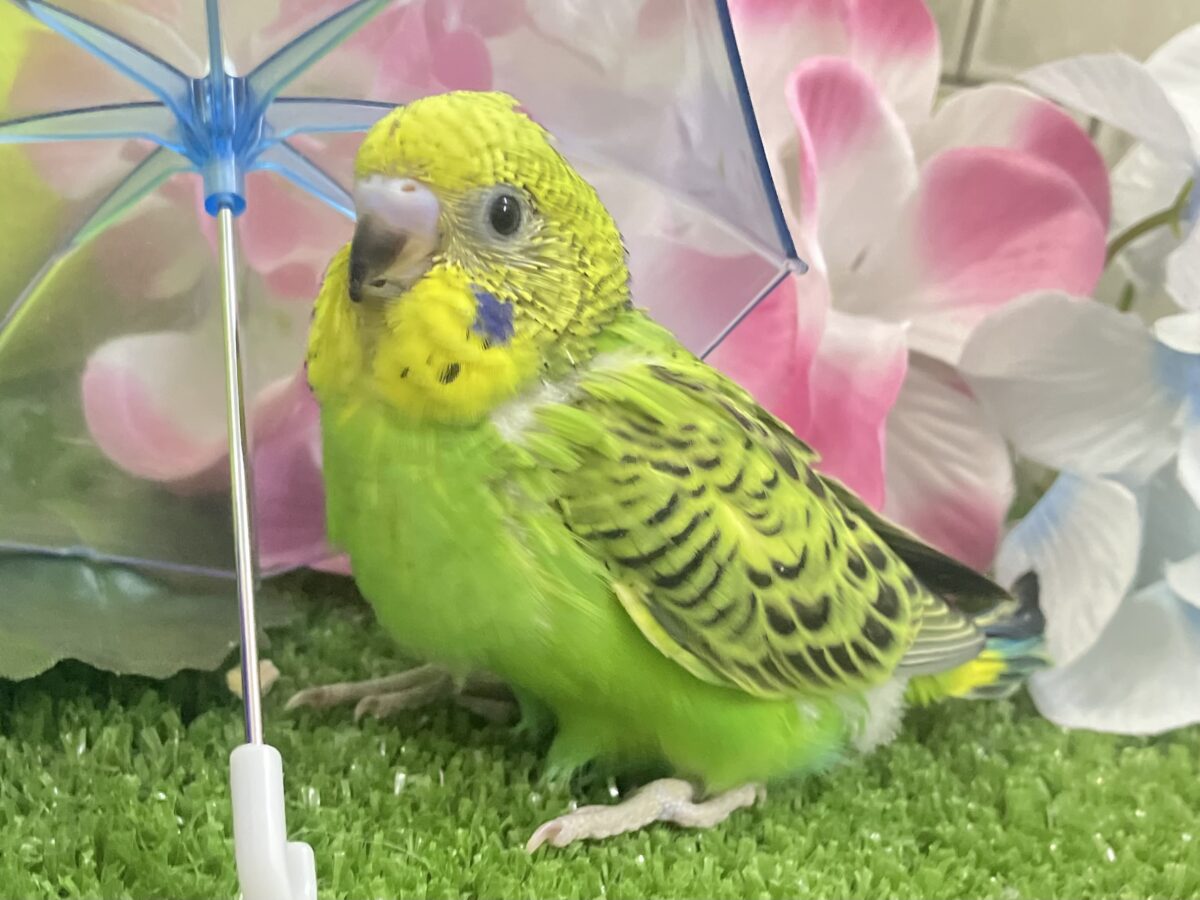 セキセイインコ