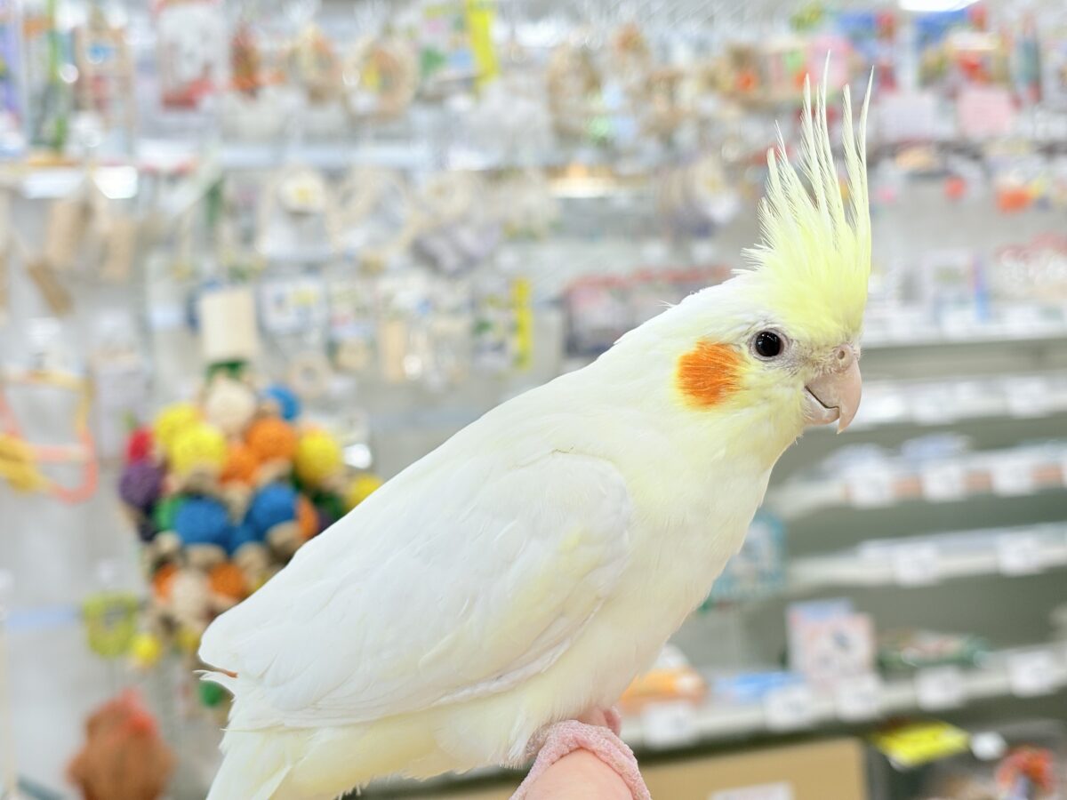 オカメインコ