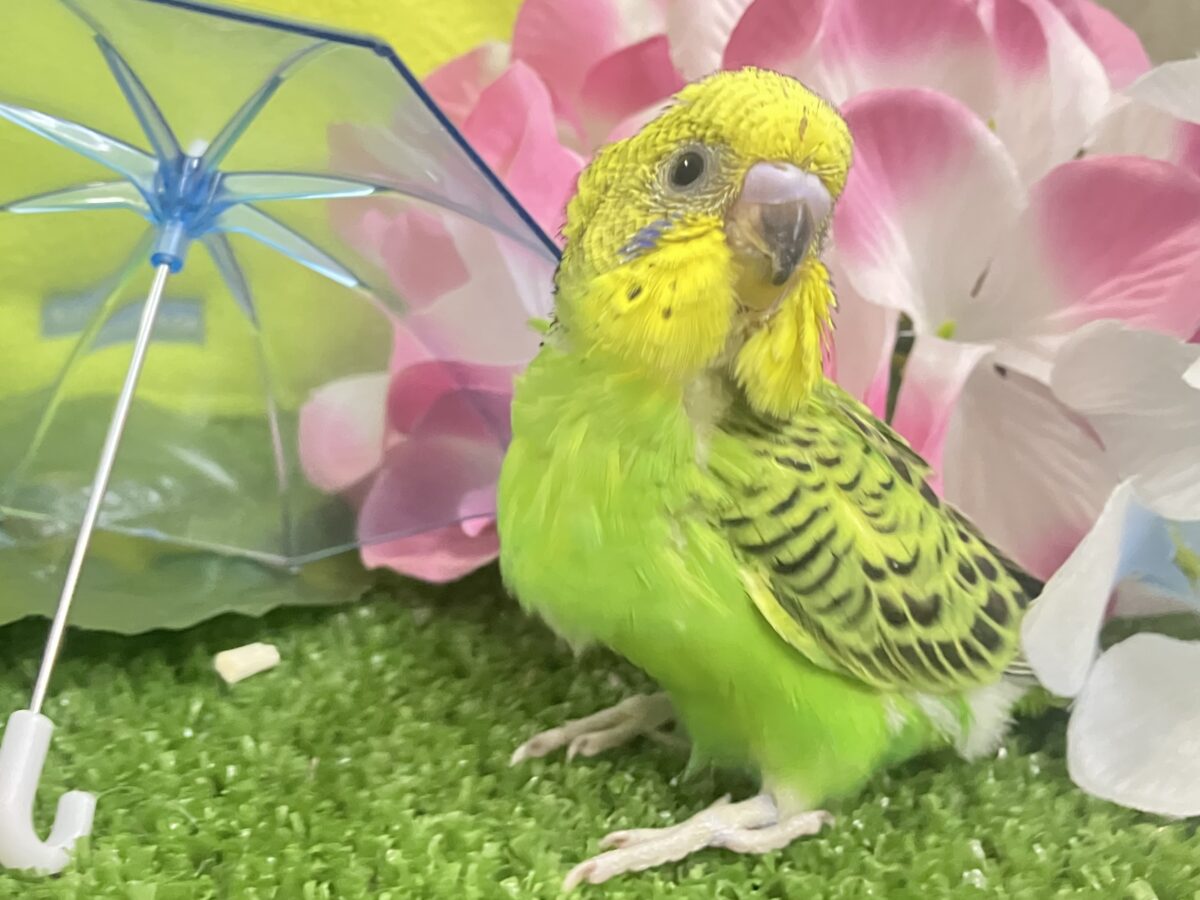 セキセイインコ