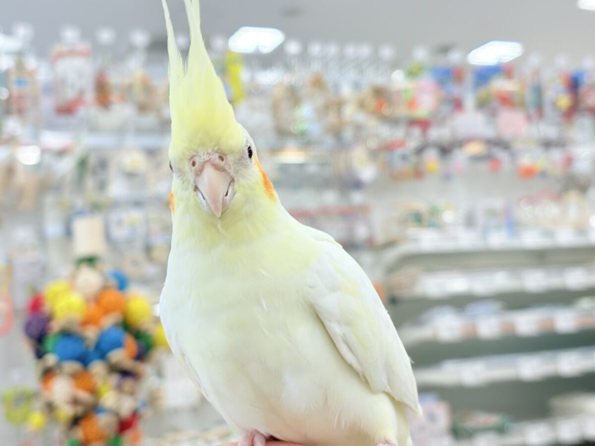 ずっしり体型の甘えん坊さん~♩♩オカメインコ(ルチノー) オカメインコ