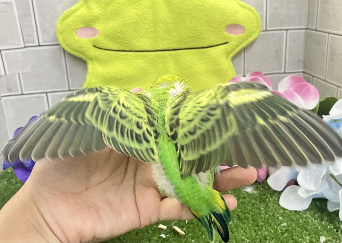 セキセイインコ