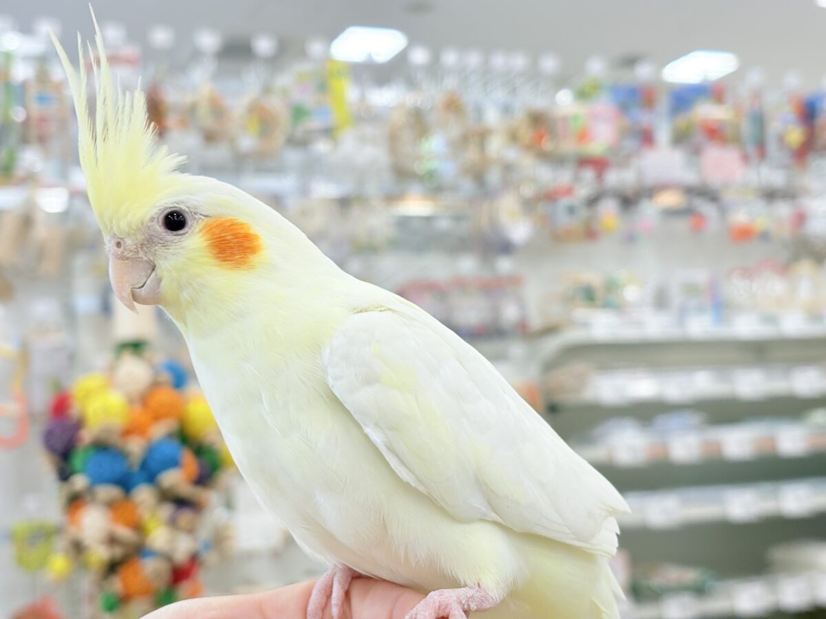 オカメインコ
