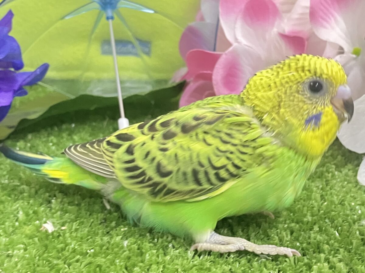 セキセイインコ