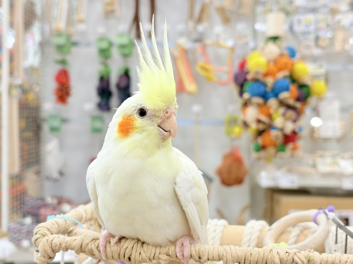 オカメインコ