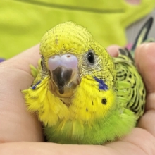 奏でてはなまる💮みどり〜丸っ！🌿⋆*‬セキセイインコ(グリーンオパーリン/2026年5月生まれ)