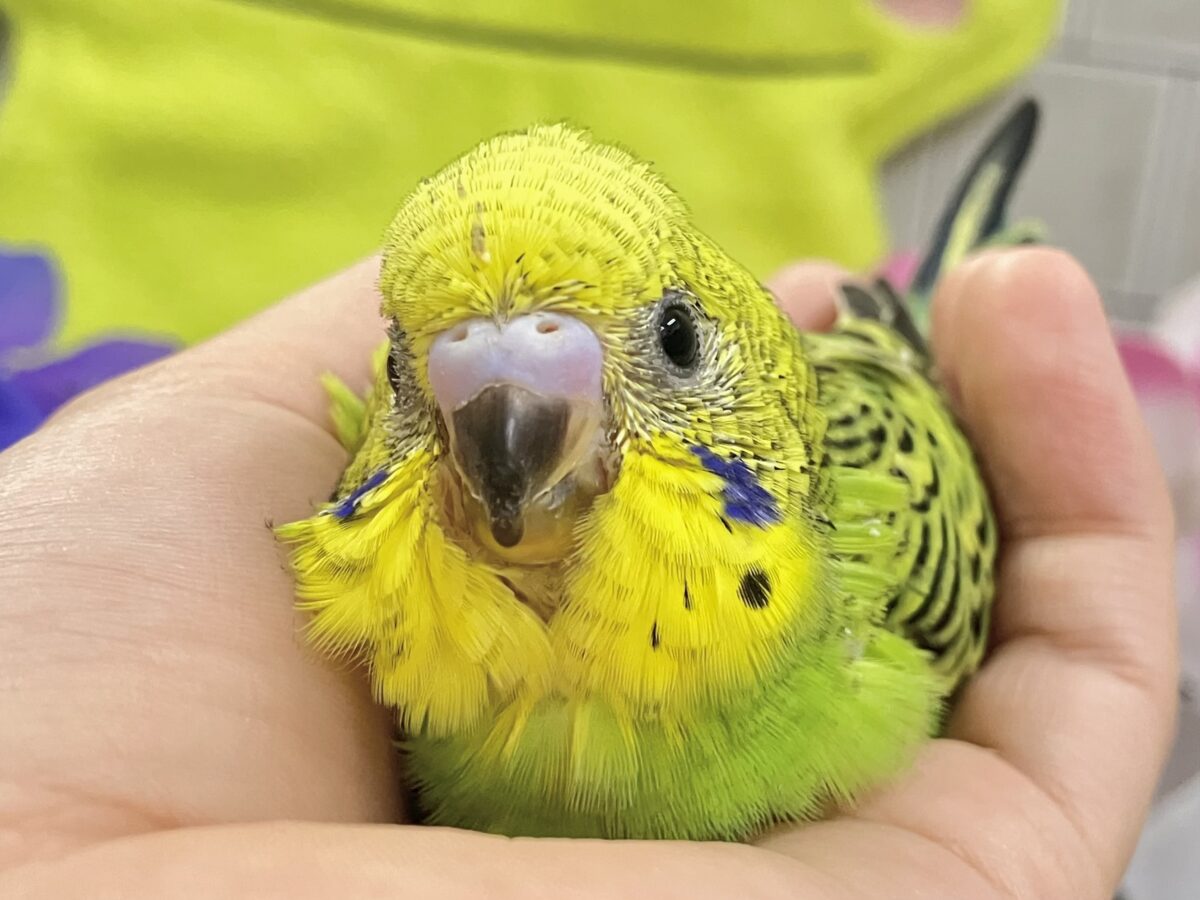 奏でてはなまる💮みどり〜丸っ！🌿⋆*‬セキセイインコ(グリーンオパーリン/2026年5月生まれ)