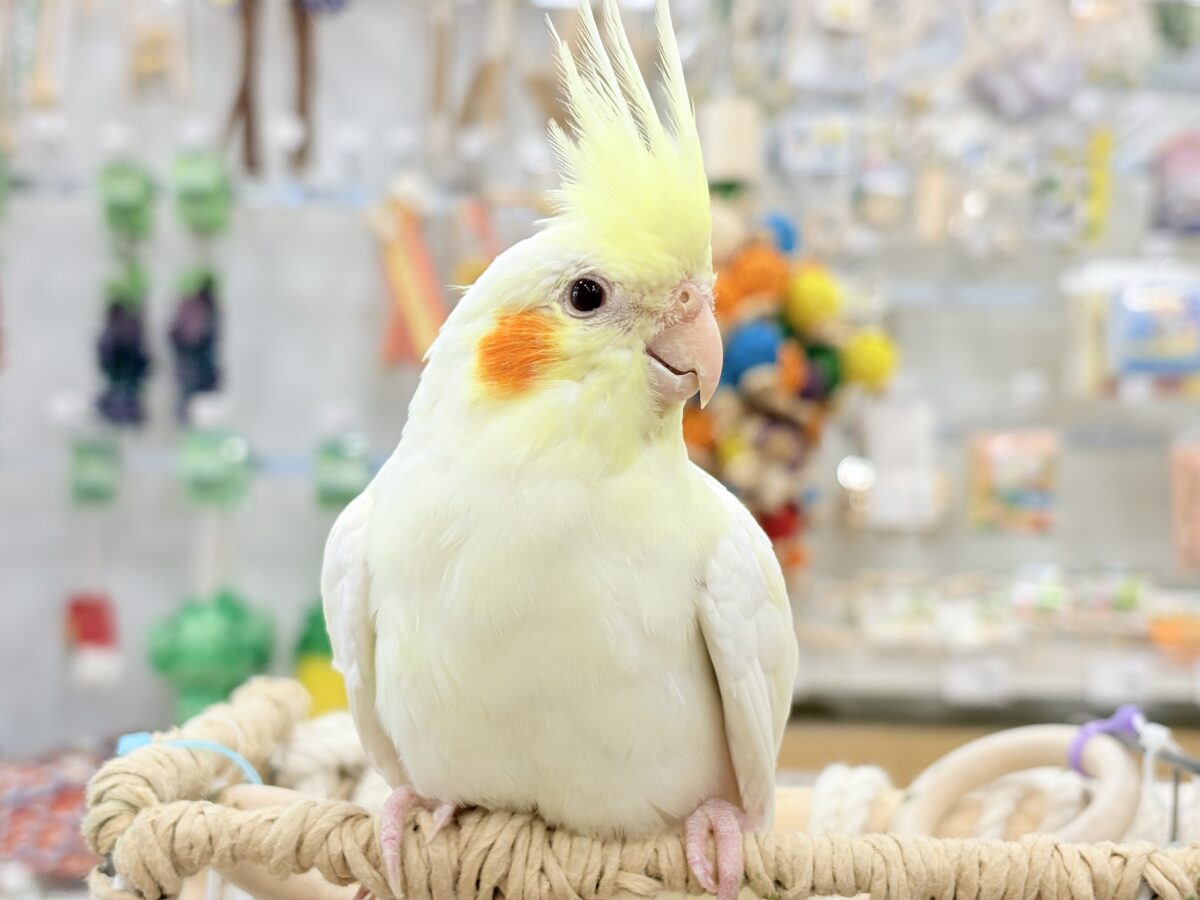 ずっしり体型の甘えん坊さん~♩♩オカメインコ(ルチノー) オカメインコ
