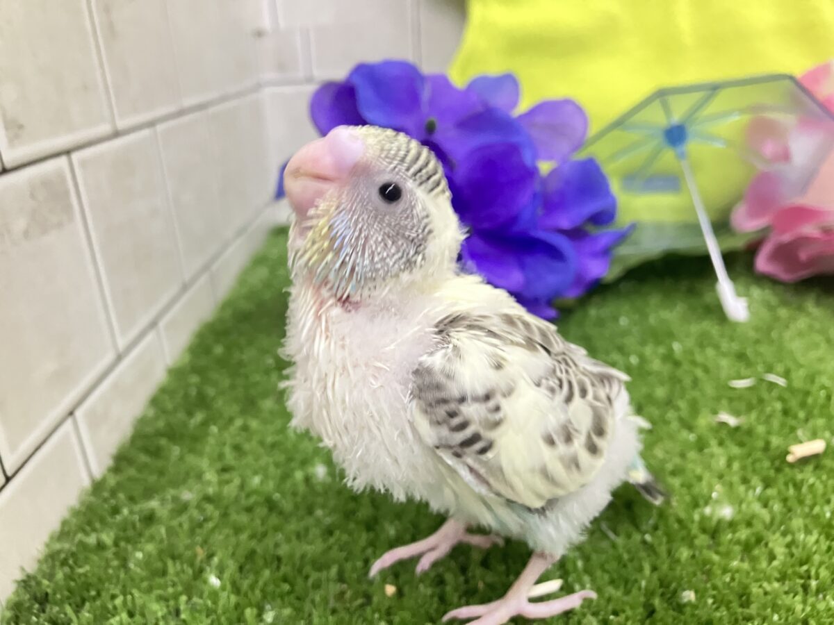 ✨最新画像✨みてみてモゥ〜🐄愛スクリ〜ン🍨🤍セキセイインコ(クリームハルクイン/2026年5月生まれ) セキセイインコ