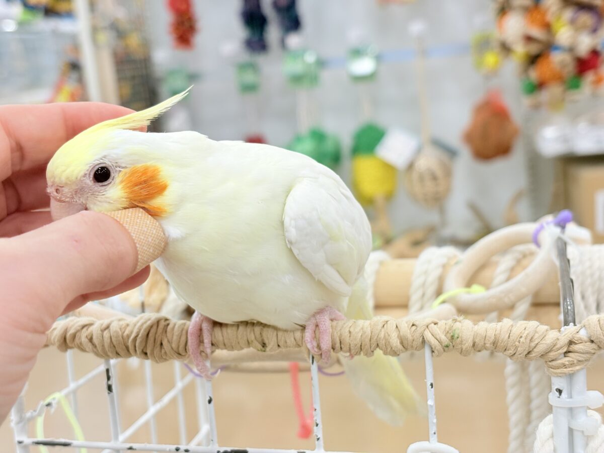 オカメインコ