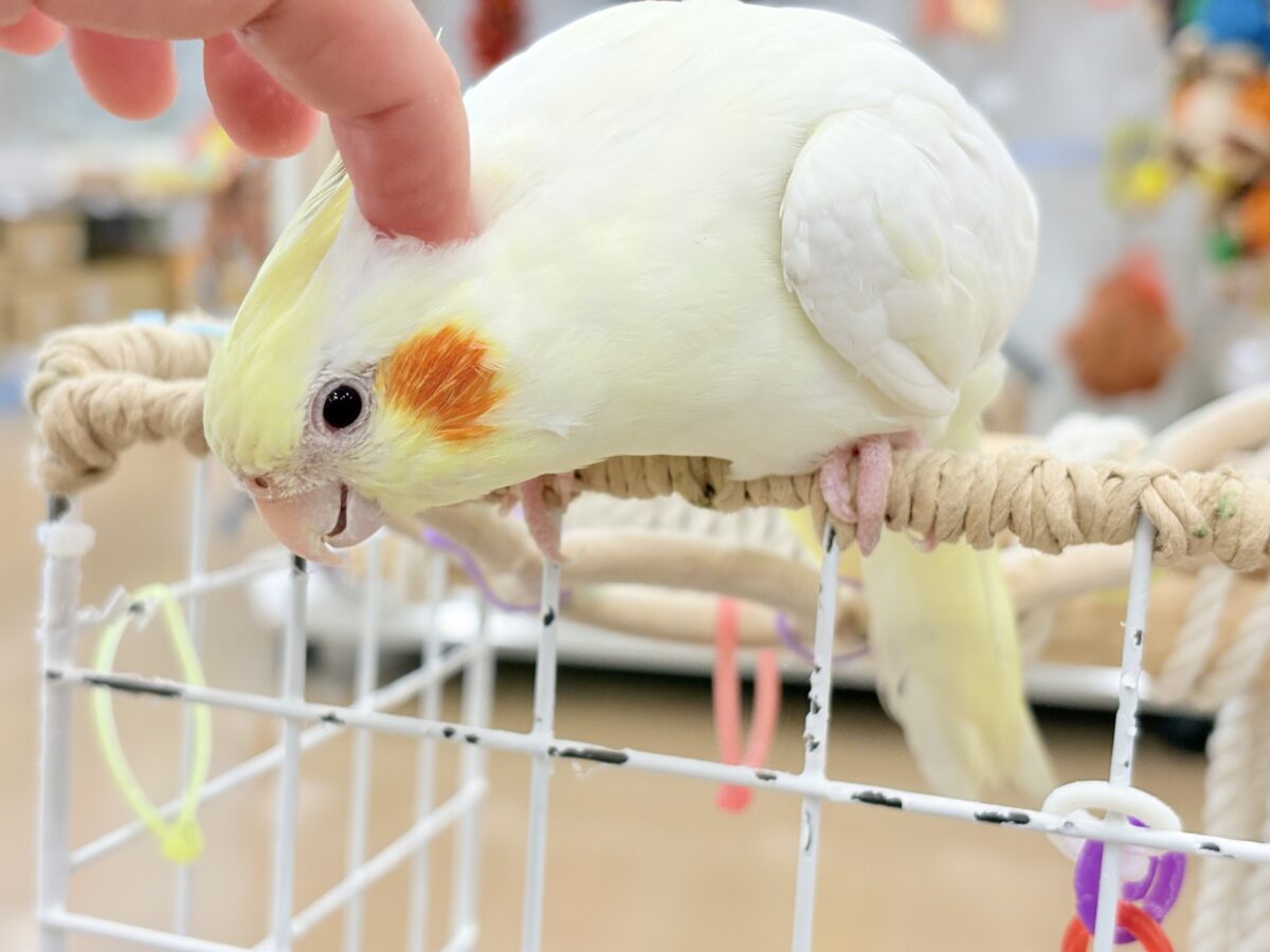 ずっしり体型の甘えん坊さん~♩♩オカメインコ(ルチノー) オカメインコ