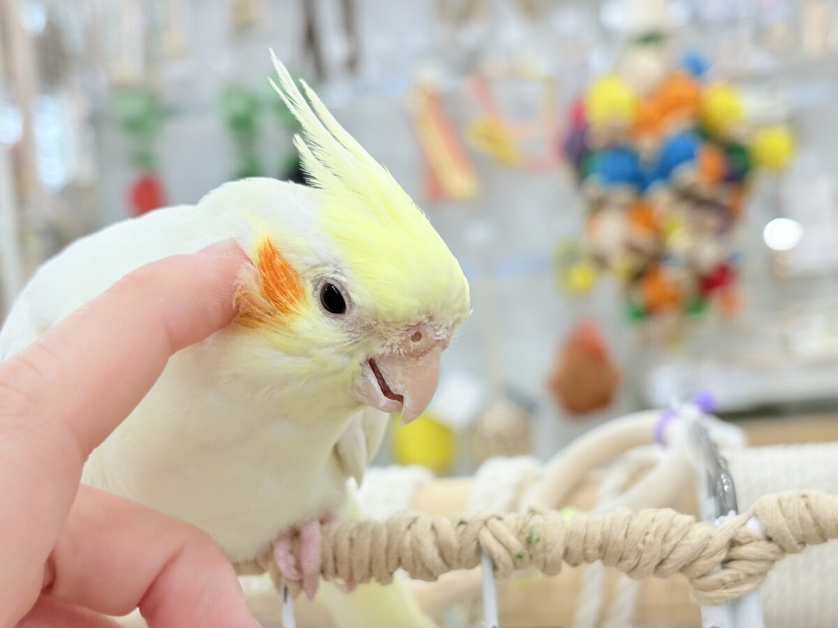 オカメインコ