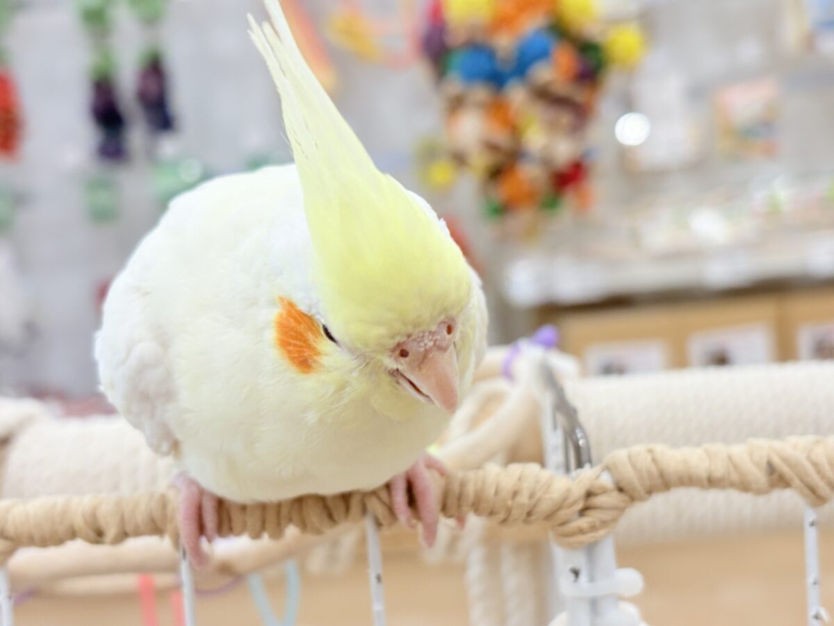 ずっしり体型の甘えん坊さん~♩♩オカメインコ(ルチノー) オカメインコ