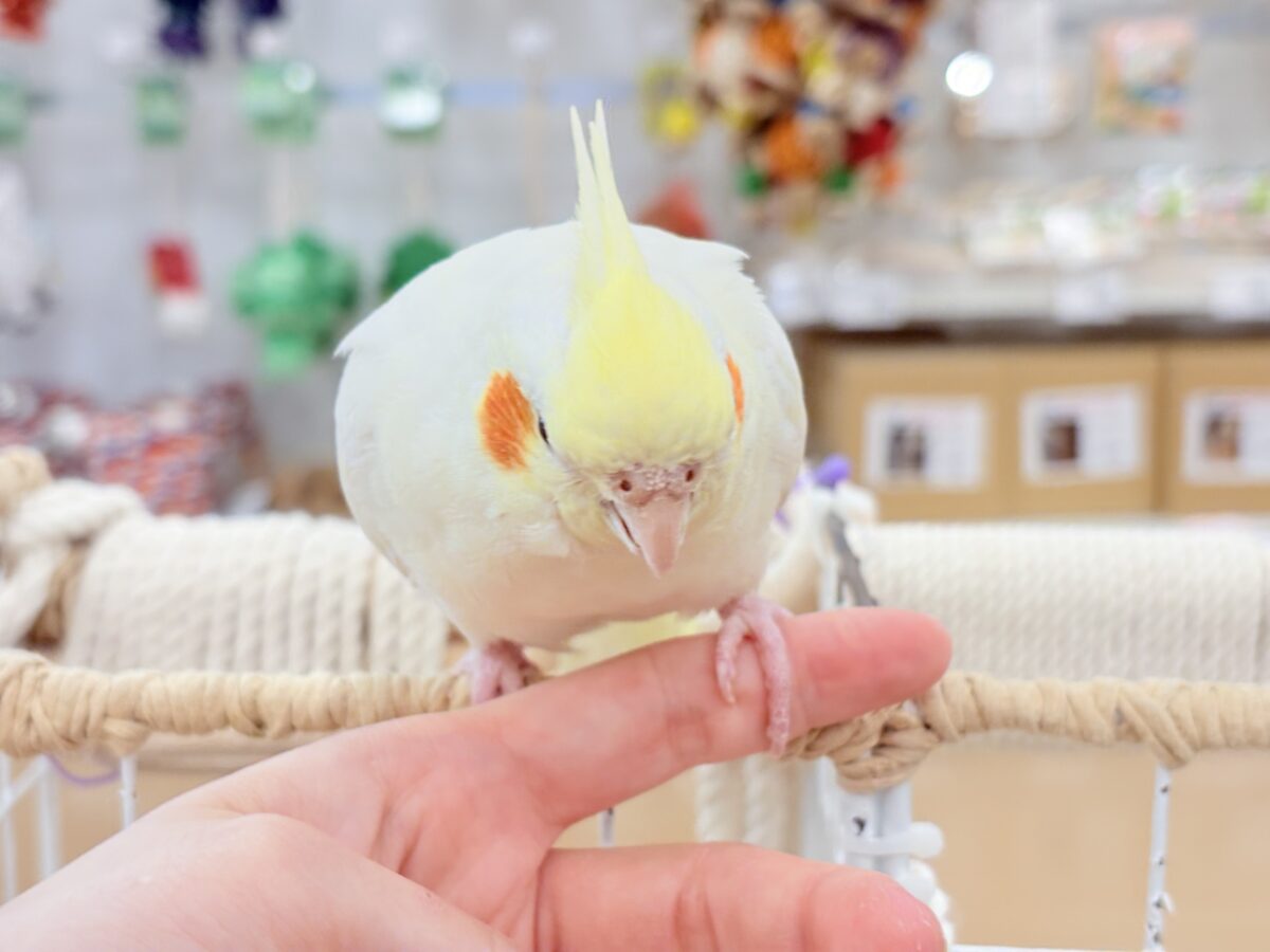 オカメインコ