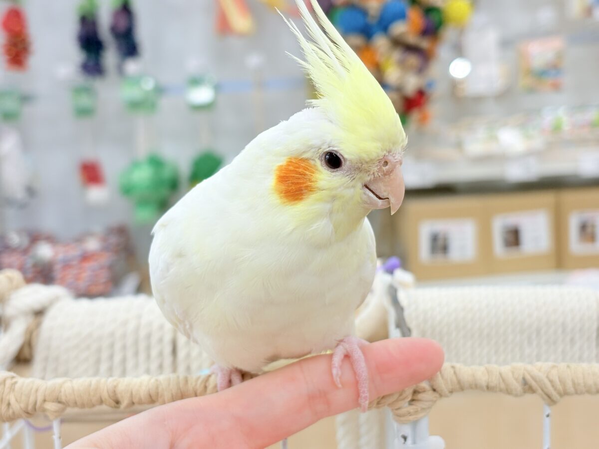オカメインコ