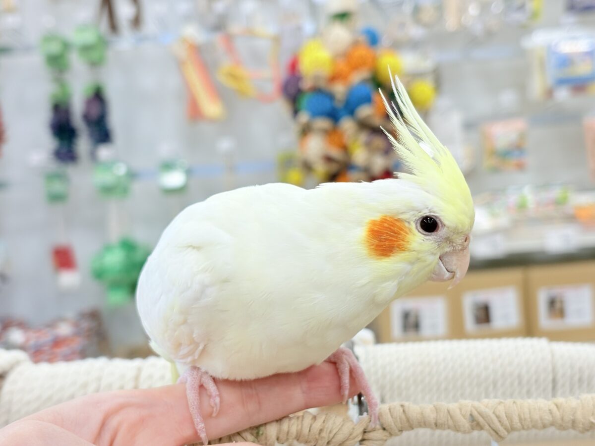 ずっしり体型の甘えん坊さん~♩♩オカメインコ(ルチノー) オカメインコ