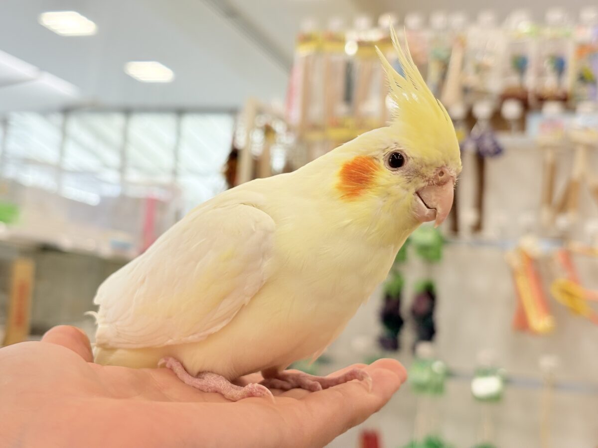 オカメインコ