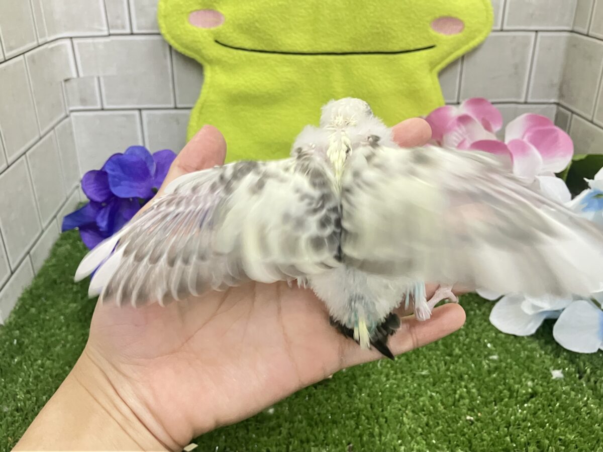 ✨最新画像✨みてみてモゥ〜🐄愛スクリ〜ン🍨🤍セキセイインコ(クリームハルクイン/2026年5月生まれ) セキセイインコ