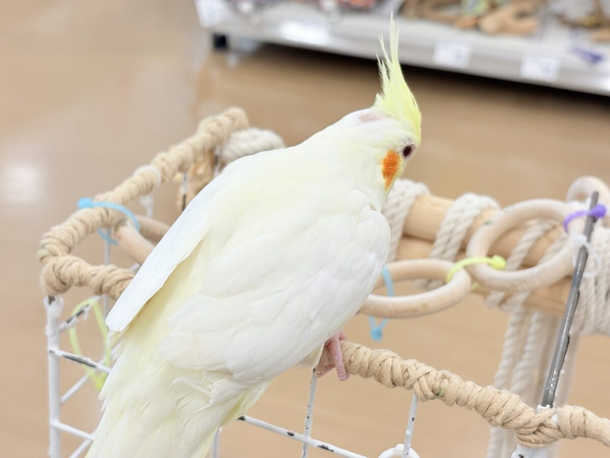 ずっしり体型の甘えん坊さん~♩♩オカメインコ(ルチノー) オカメインコ