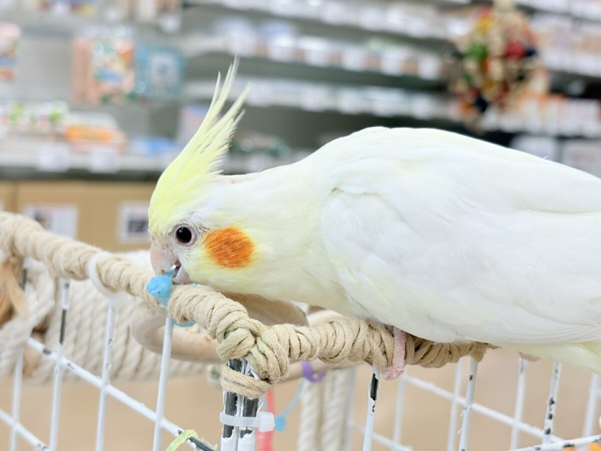 オカメインコ