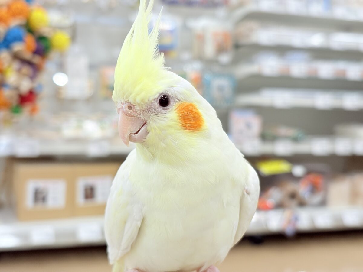 オカメインコ