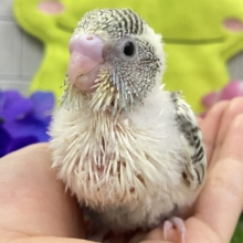 みてみてモゥモゥ🐄愛スクリ〜ン🍨🤍セキセイインコ(クリームハルクイン/2026年5月生まれ)