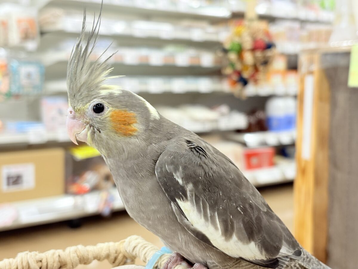 オカメインコ