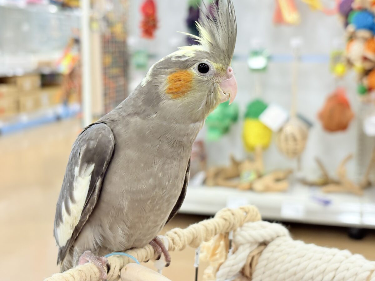 オカメインコ