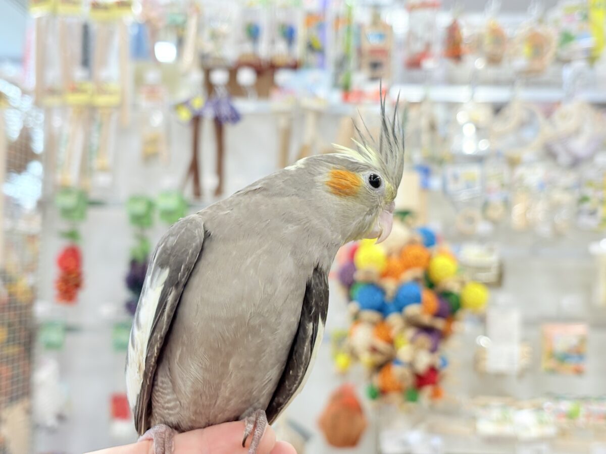オカメインコ