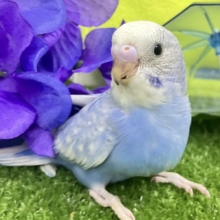 夜風に舞え舞え🍃碧の華💐‎🤍セキセイインコ(ブルースパングル/2026年5月生まれ)