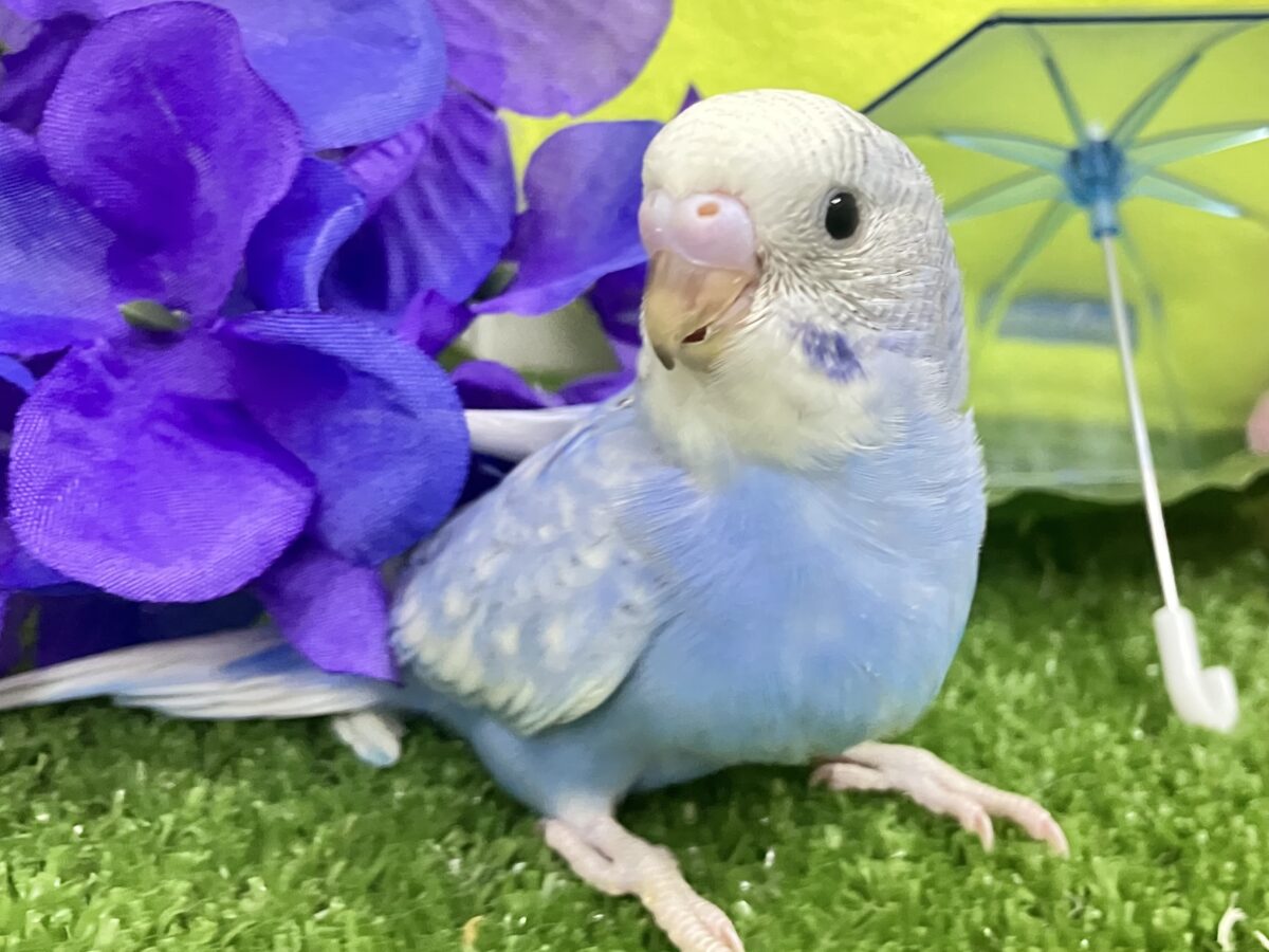 夜風に舞え舞え🍃碧の華💐‎🤍セキセイインコ(ブルースパングル/2026年5月生まれ)