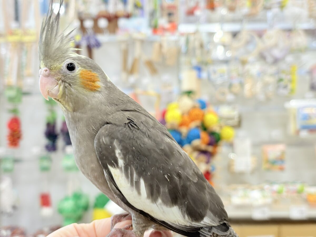 【動画更新🪄】濃いめで渋くいっちゃうよ🐥🩶オカメインコ(ノーマル) オカメインコ