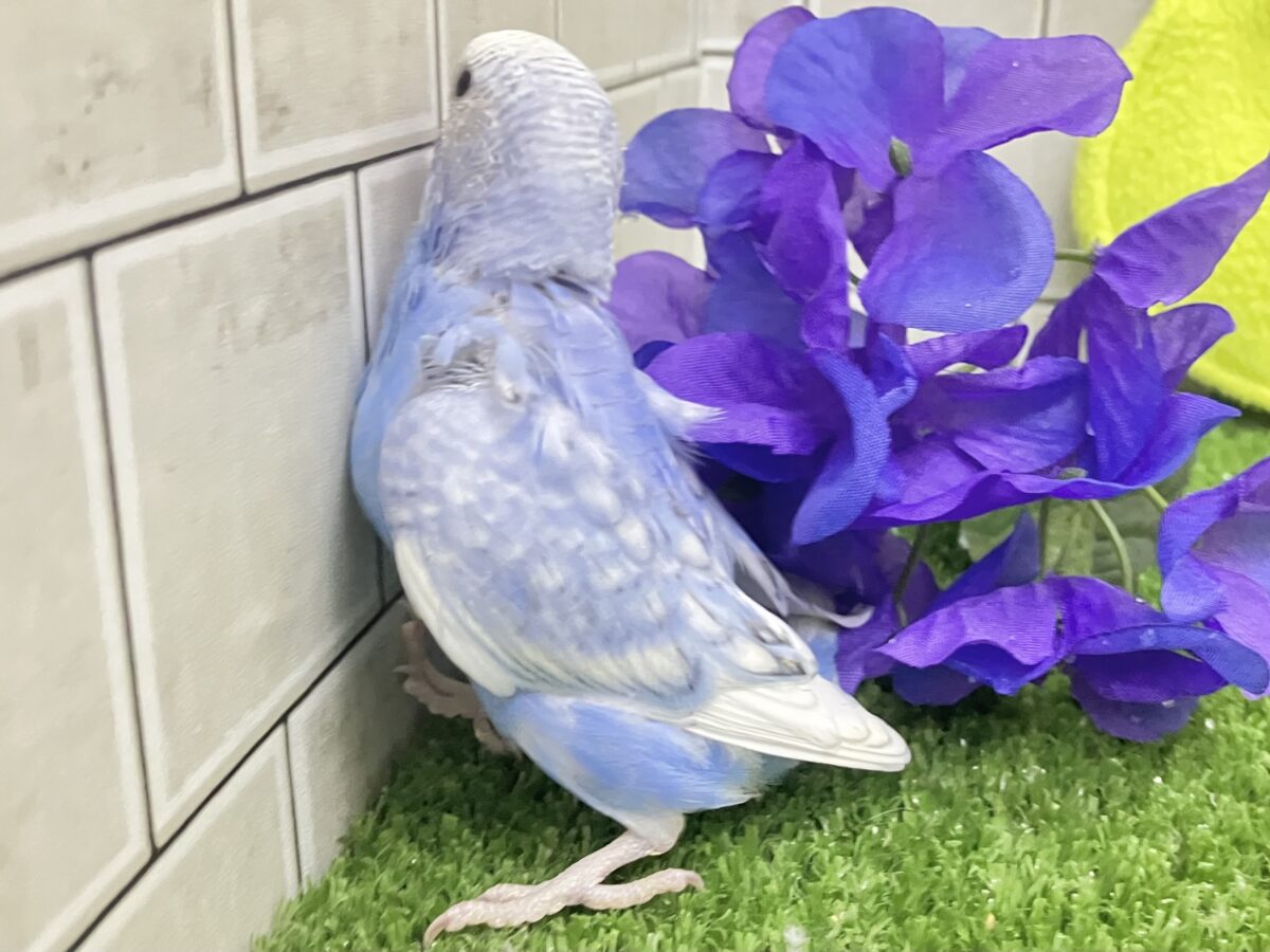 夜風に舞え舞え🍃碧の華💐🤍セキセイインコ(ブルースパングル/2026年5月生まれ) セキセイインコ