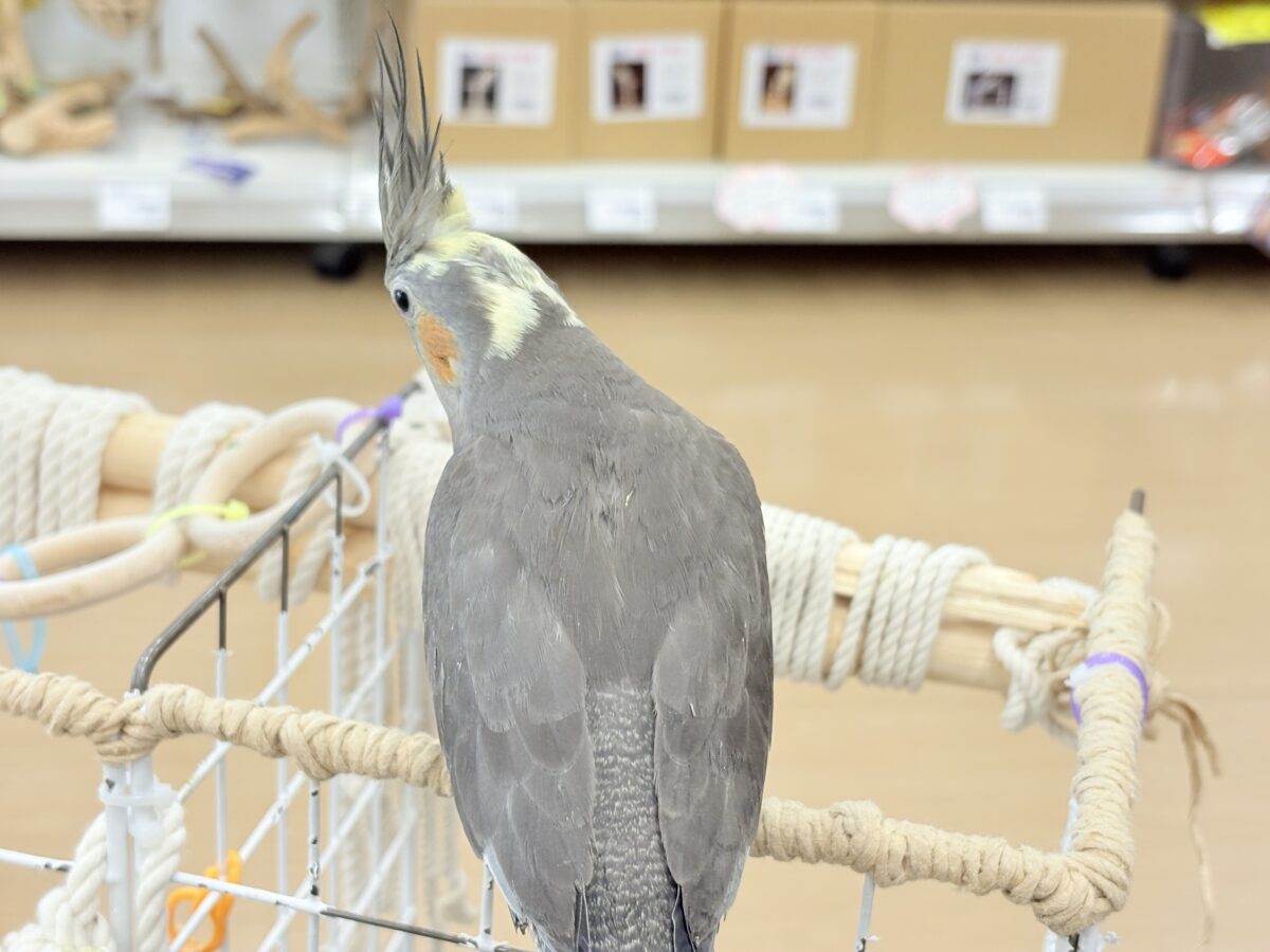 【動画更新🪄】濃いめで渋くいっちゃうよ🐥🩶オカメインコ(ノーマル) オカメインコ