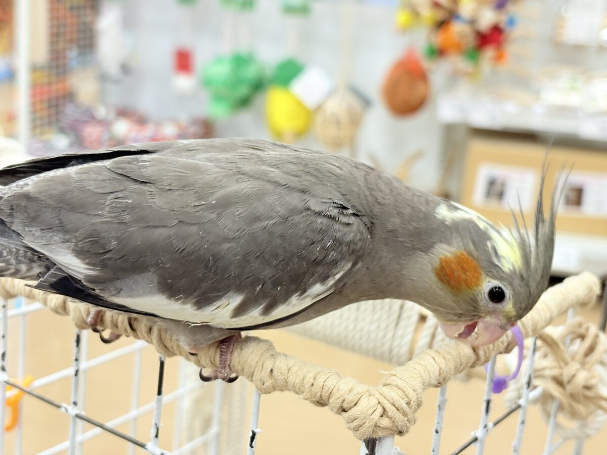 オカメインコ