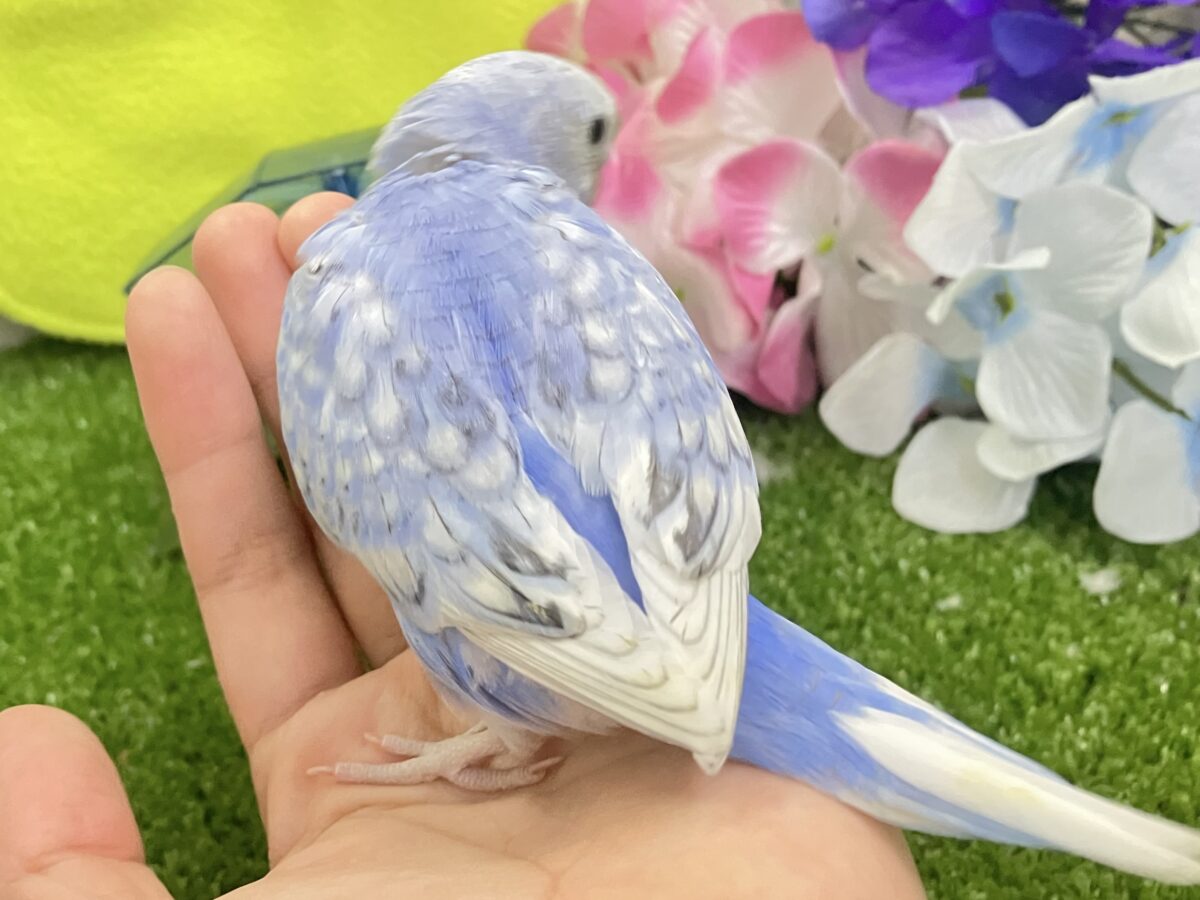 夜風に舞え舞え🍃碧の華💐🤍セキセイインコ(ブルースパングル/2026年5月生まれ) セキセイインコ