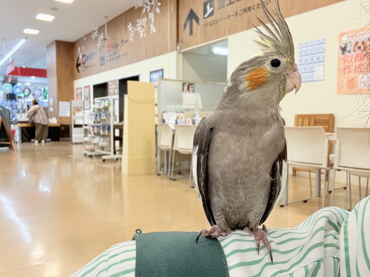 【動画更新🪄】濃いめで渋くいっちゃうよ🐥🩶オカメインコ(ノーマル) オカメインコ