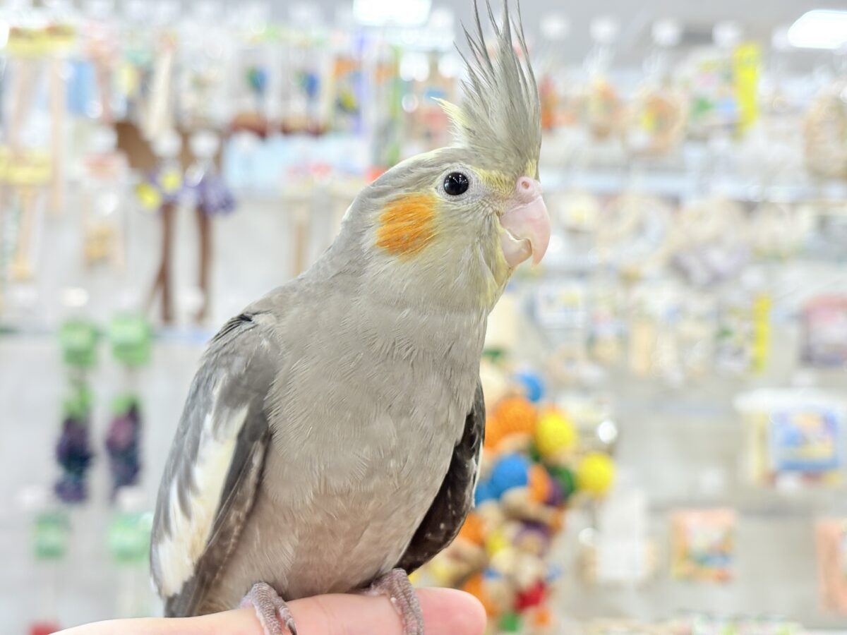【動画更新🪄】濃いめで渋くいっちゃうよ🐥🩶オカメインコ(ノーマル) オカメインコ