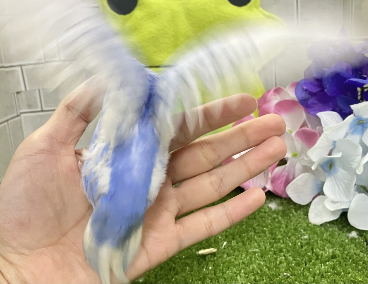 夜風に舞え舞え🍃碧の華💐🤍セキセイインコ(ブルースパングル/2026年5月生まれ) セキセイインコ