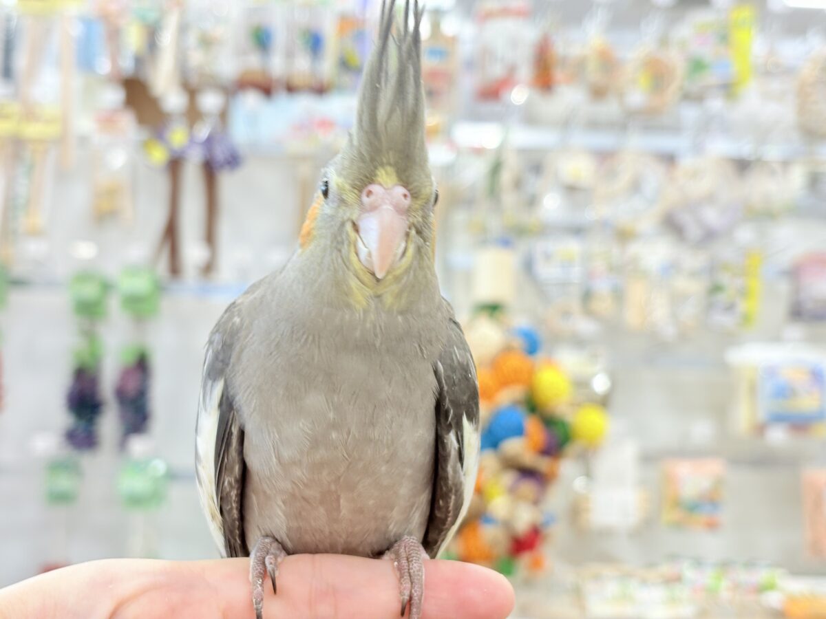 オカメインコ