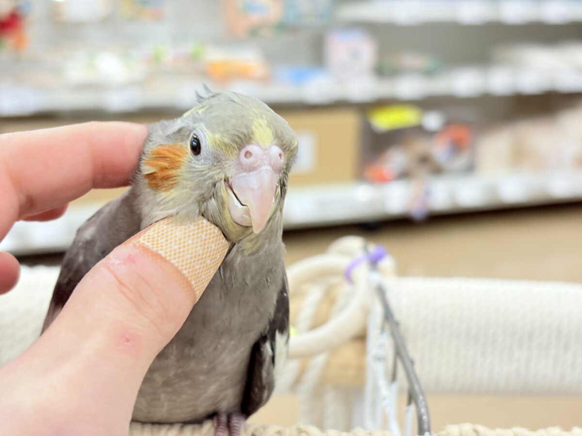 オカメインコ