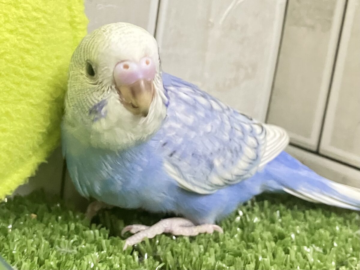 夜風に舞え舞え🍃碧の華💐🤍セキセイインコ(ブルースパングル/2026年5月生まれ) セキセイインコ