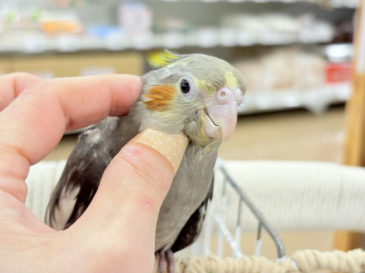 オカメインコ