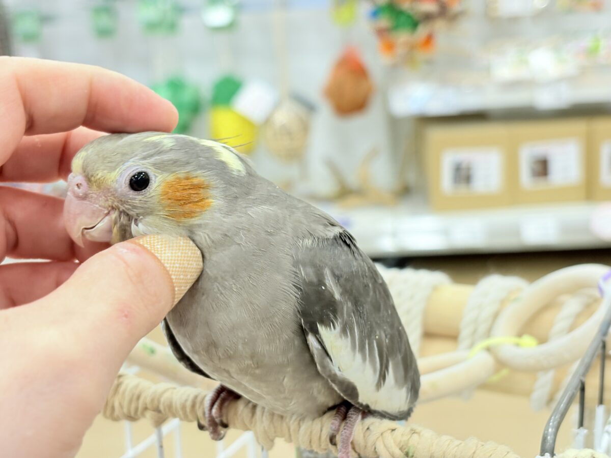 オカメインコ