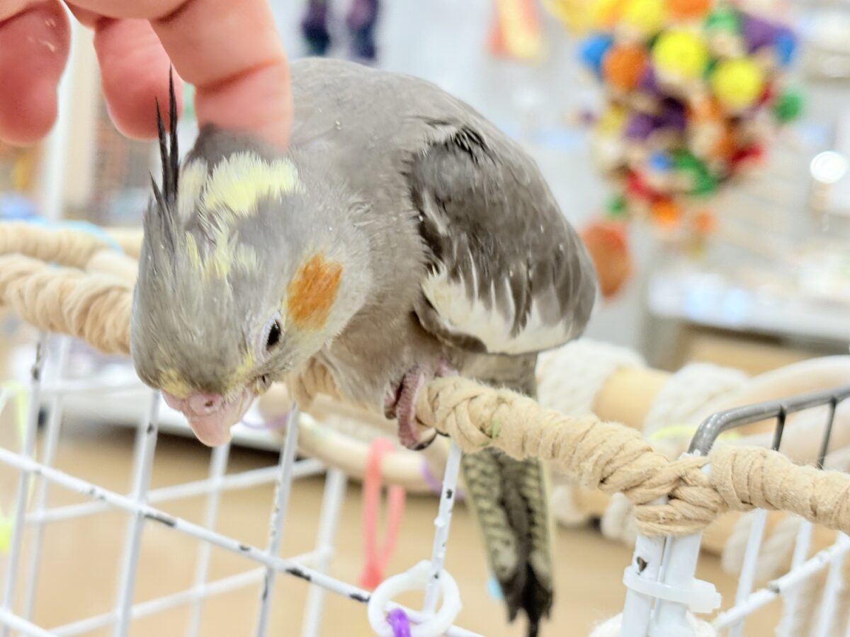 オカメインコ